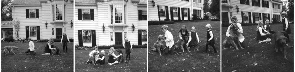 Golden retriever puppies
