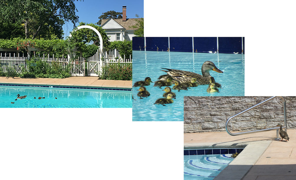Ducklings enjoying their first swim in a swimming pool
